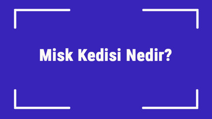 Sfenks Kedisi (Mısır Kedisi) Nedir Sfenks (Firavun) Kedisinin Özellikleri, Kişiliği Ve Bakımı Nasıldır