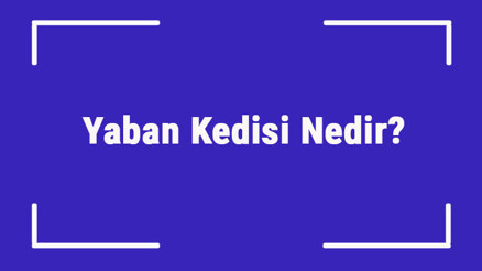 Yaban Kedisi Nedir Yaban Kedisinin Özellikleri, Kişiliği Ve Bakımı Nasıldır