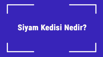 Siyam Kedisi Nedir Siyam Kedisinin Özellikleri, Kişiliği Ve Bakımı Nasıldır Siyam Kedisi Nedir Siyam Kedisinin Özellikleri, Kişiliği Ve Bakımı Nasıldır