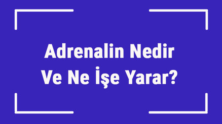 Adrenalin Nedir Ve Ne İşe Yarar Adrenalin Hormonu Görevleri