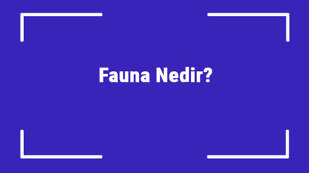 Fauna Nedir Fauna Örnekleri Ve Bölgeleri Hakkında Bilgi Fauna Nedir Fauna Örnekleri Ve Bölgeleri Hakkında Bilgi
