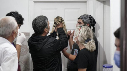 Hayvan üretimevine baskın; 21 hayvana el koyuldu