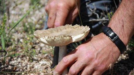 Doğada yetişen mantara dikkat