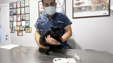 Zorunlu olmuştu Evcil hayvanlara mikroçip takılıyor