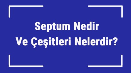 Septum Nedir Ve Çeşitleri Nelerdir