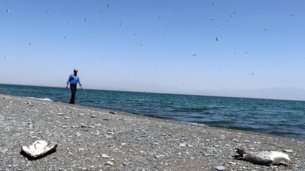 Van Gölü havzasında toplu martı ölümleri halkı endişelendirdi Prof. Dr. Lokman Aslan nedenini açıkladı