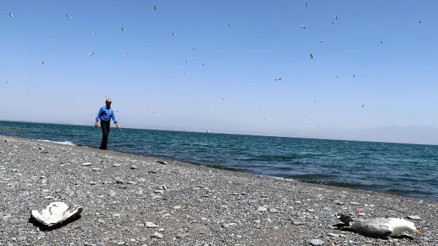 Van Gölü havzasında toplu martı ölümleri başladı