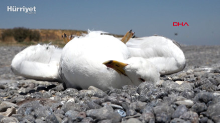Van Gölü havzasında toplu martı ölümleri başladı