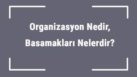 Organizasyon Nedir, Basamakları Nelerdir Organizasyon Şeması Nasıl Oluşturulur