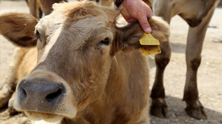 Doğru kurbanlık nasıl seçilir Kurbanlık sorgulama işlemi nasıl yapılır İşte detaylar