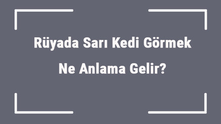 Rüyada Sarı Kedi Görmek Ne Anlama Gelir Rüyada Sarı Kedi Saldırması Ve Isırması Anlamı