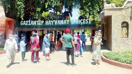 Gaziantep Hayvanat Bahçesinde bir aslan, bakıcısını yaralayarak kafesinden kaçtı