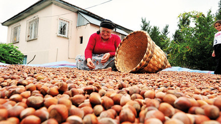 Fındıkta 30 TL beklentisi