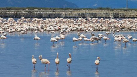 Gediz Deltası flamingo ve  kuş türü ölümleriyle yürekleri sızlattı - Gediz Deltası nerede