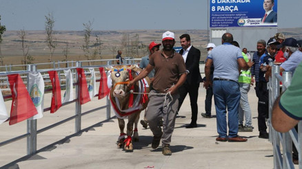 En güzel boğa Gelbaşılı Şahin