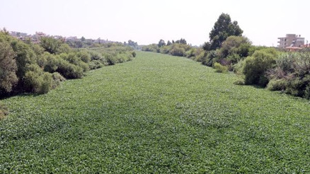 Yine görüldü Asi Nehrinin bazı bölümlerini tamamen kapladı