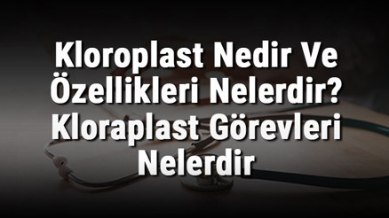 Kloroplast Nedir Ve Özellikleri Nelerdir Kloraplast Görevleri Nelerdir Ve Hayvan Hücresinde Bulunur Mu