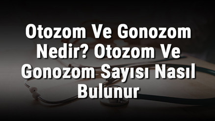 Otozom Ve Gonozom Nedir Otozom Ve Gonozom Sayısı Nasıl Bulunur