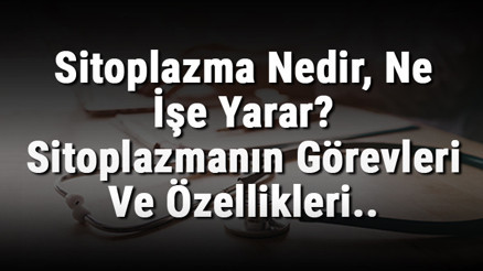 Sitoplazma Nedir, Ne İşe Yarar Sitoplazmanın Görevleri Ve Özellikleri..