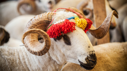 Rüyada Kurbanlık Görmek Ne Anlama Gelir Rüyada Kurbanlık Koyun, Koç, Dana Ve Deve Kesmek Anlamı Rüyada Kurbanlık Görmek Ne Anlama Gelir Rüyada Kurbanlık Koyun, Koç, Dana Ve Deve Kesmek Anlamı