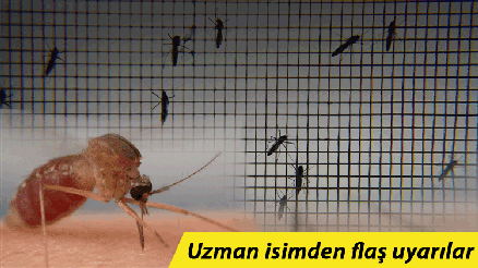 Asya Kaplan Sivrisineği alarmı Prof. Dr. Kovancıdan önemli uyarılar Asya Kaplan Sivrisineği alarmı Prof. Dr. Kovancıdan önemli uyarılar