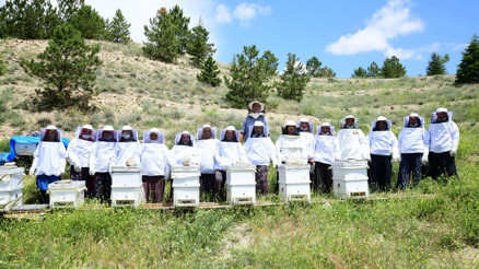 Mamakın kraliçe arıları Mamakın kraliçe arıları