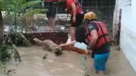 Artvinin Arhavi ilçesinde selde mahsur kalan köpeklerin kurtarılma anları