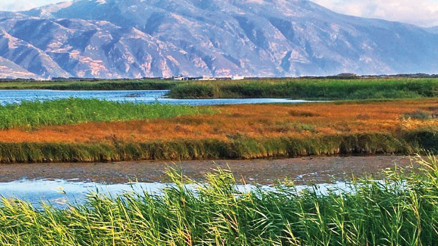 Hürriyet yazdı sorun çözüldü Milleyhanın kuşları kurtuldu