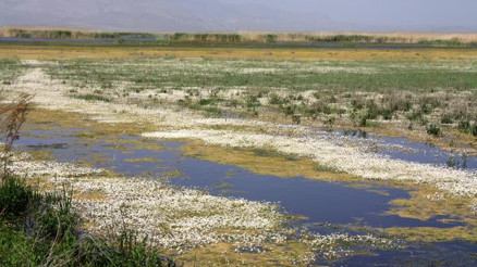 Eber Gölünde su seviyesi 1 metreye kadar düştü