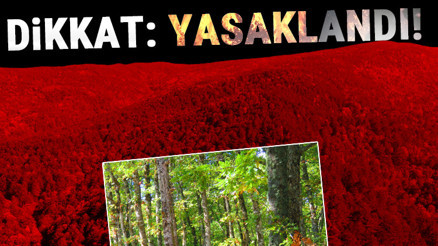 Son dakika.. Çok sayıda kentte Valiliklerden flaş karar... İstanbul Valiliği de ormanlara girişi yasakladı