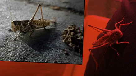 Sultangazi ve Arnavutköyde görülen çekirgeler tedirgin ediyor