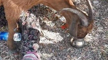 Manavgattaki yangında ahır çatısı enkazında kalan keçi, 6 gün sonra canlı olarak kurtarıldı