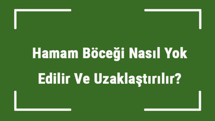 Hamam Böceği Nasıl Yok Edilir Ve Uzaklaştırılır Hamam Böceğinden Kurtulma Önerileri
