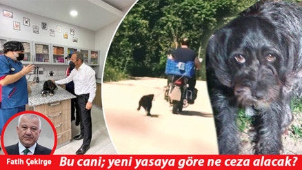 Bu cani; yeni yasaya göre ne ceza alacak