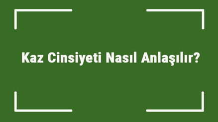 Kaz Cinsiyeti Nasıl Anlaşılır Erkek Ve Dişi Kaz Nasıl Anlaşılır
