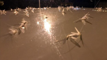 Ardahanda günlerdir süren bir günlüklerin ölüm uçuşu sona erdi