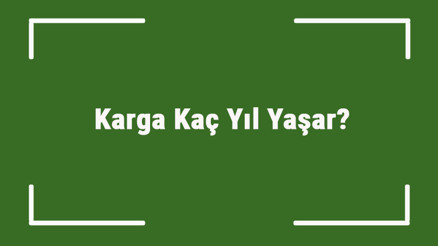 Karga Kaç Yıl Yaşar Kargaların Ortalama Yaşam Süresi Ne Kadardır