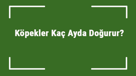 Köpekler Kaç Ayda Doğurur Köpekler Kaçıncı Hafta Veya Gün Doğum Yapar Köpekler Kaç Ayda Doğurur Köpekler Kaçıncı Hafta Veya Gün Doğum Yapar
