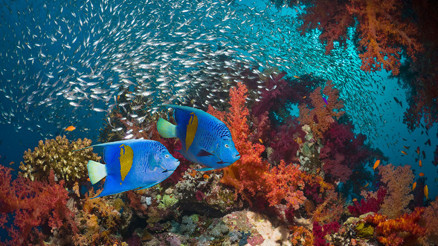Güneş kremleri okyanuslarımızı öldürüyor mu