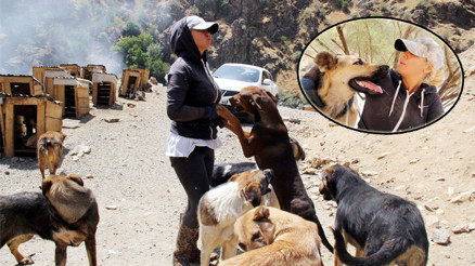 Tayinini köpekler için erteledi