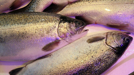 Karadeniz somonu ihracatından 90,3 milyon dolarlık gelir sağlandı