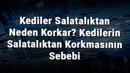 Kediler Salatalıktan Neden Korkar Kedilerin Salatalıktan Korkmasının Sebebi Kediler Salatalıktan Neden Korkar Kedilerin Salatalıktan Korkmasının Sebebi