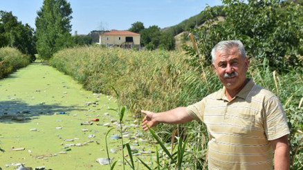 Edirnenin Bayır Deresi kirlilikten yeşile büründü