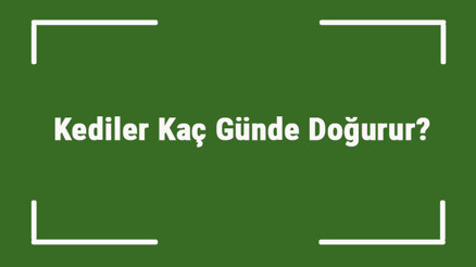 Kediler Kaç Günde Doğurur Kediler Kaçıncı Hafta Ve Ayda Doğurur