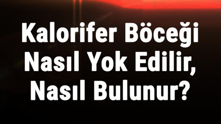 Kalorifer Böceği Nasıl Yok Edilir, Nasıl Bulunur Kalorifer Böceği Hangi Kokuyu Sevmez