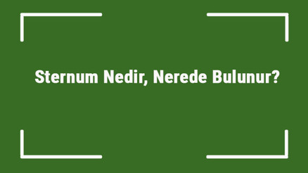 Sternum Nedir, Nerede Bulunur Sternum Neden Ağrır