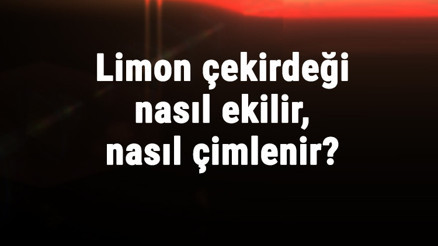 Limon Çekirdeği Nasıl Ekilir, Nasıl Çimlenir Limon Ağacı Nasıl Yetiştirilir Limon Çekirdeği Nasıl Ekilir, Nasıl Çimlenir Limon Ağacı Nasıl Yetiştirilir