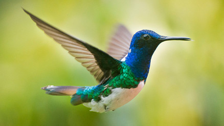 Dişi sinekkuşları da taciz ve şiddet mağduru... Bundan kaçmak için buldukları yol ise inanılmaz