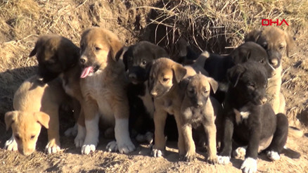 Vali, bisiklet sürerken ormanda karşılaştığı sokak köpeği ile yavrularına sahip çıktı Vali, bisiklet sürerken ormanda karşılaştığı sokak köpeği ile yavrularına sahip çıktı