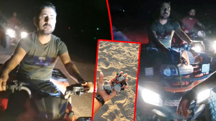 Yine caretta caretta katliamı... ATVlerle ezdiler